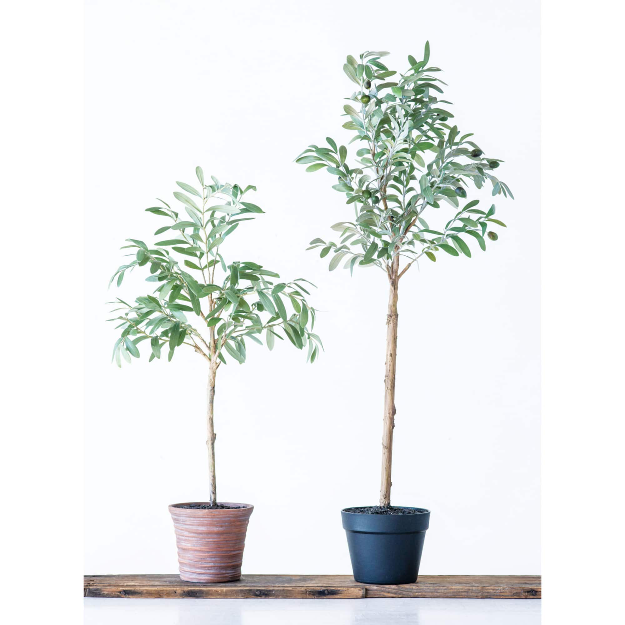 Hello Honey® 3.5ft. Potted Olive Tree